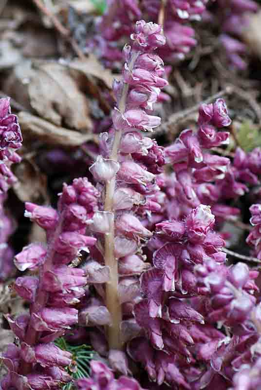 Lathraea squamaria